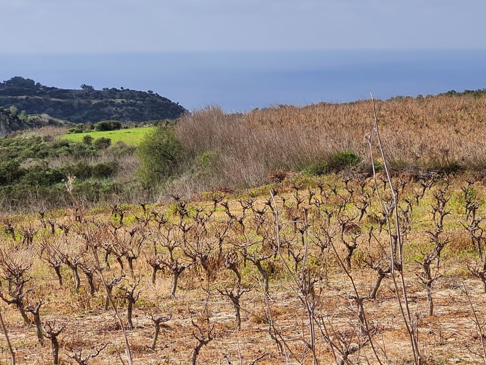 2023-02-02 07 Kathikas to Agios Georgios.jpg