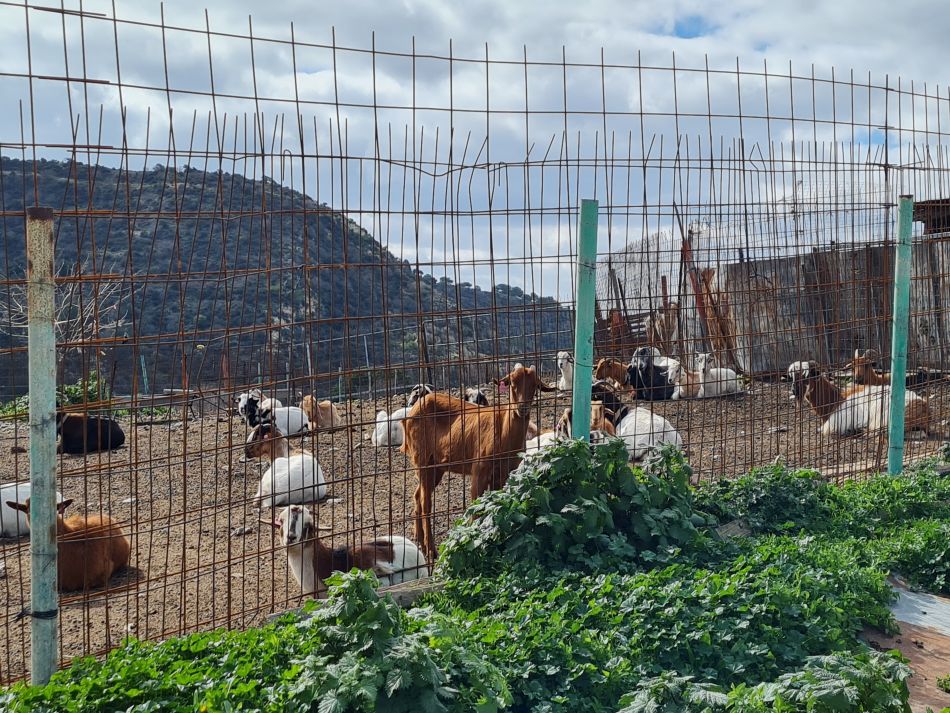 2023-02-02 26 Kathikas to Agios Georgios.jpg