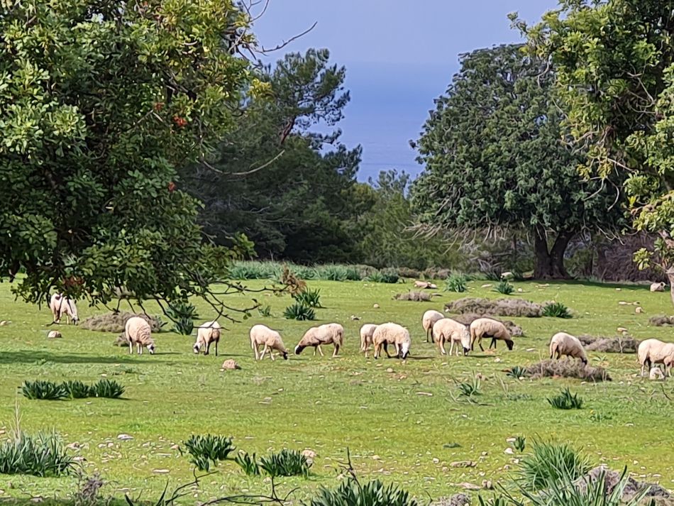 2023-02-02 31 Kathikas to Agios Georgios.jpg