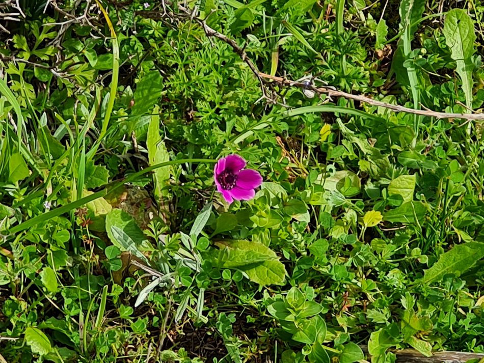 2023-02-02 32 Kathikas to Agios Georgios.jpg