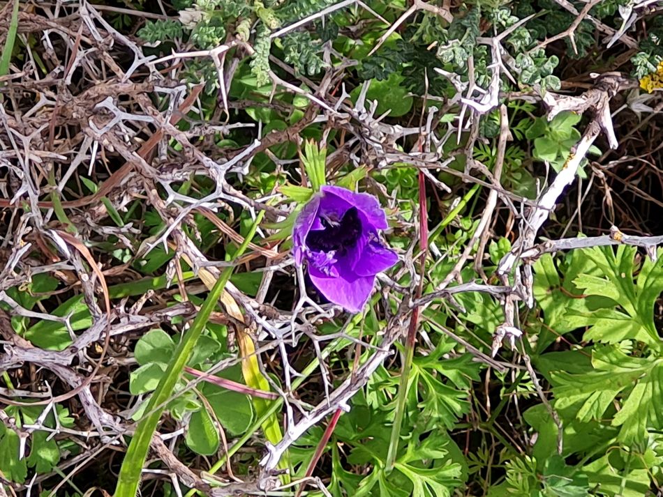 2023-02-02 33 Kathikas to Agios Georgios.jpg