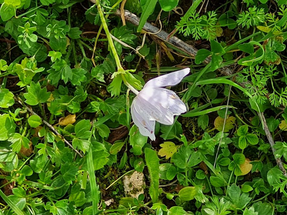 2023-02-02 34 Kathikas to Agios Georgios.jpg