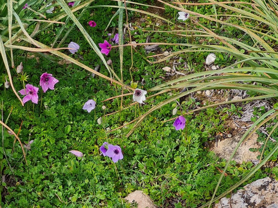 2023-02-02 35 Kathikas to Agios Georgios.jpg