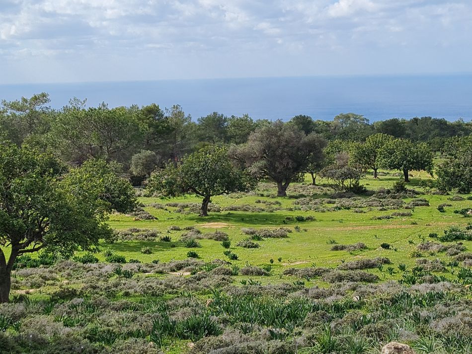 2023-02-02 38 Kathikas to Agios Georgios.jpg