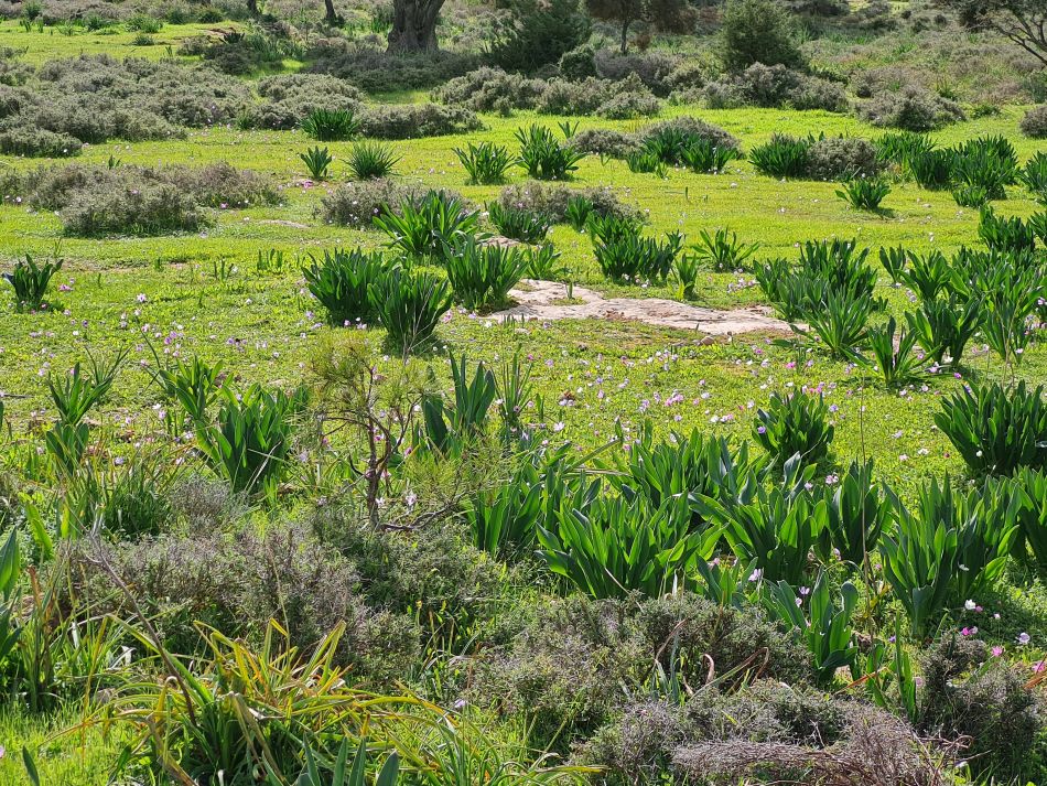 2023-02-02 39 Kathikas to Agios Georgios.jpg