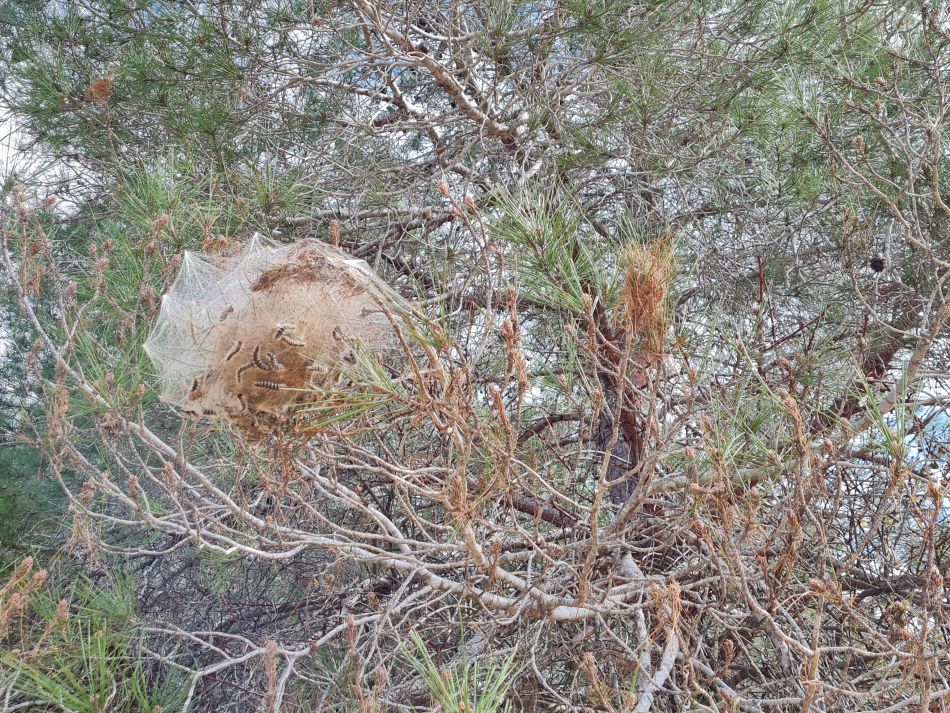 2023-02-02 40 Kathikas to Agios Georgios.jpg