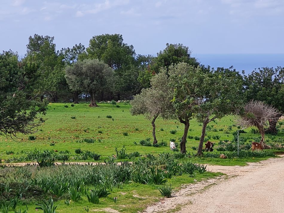 2023-02-02 41 Kathikas to Agios Georgios.jpg