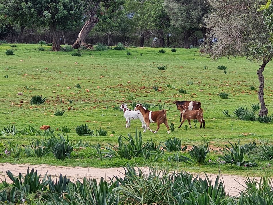 2023-02-02 42 Kathikas to Agios Georgios.jpg