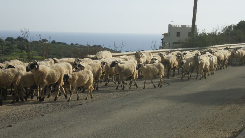 2019-02-02 23 Walk 9 Unattended Sheep.JPG