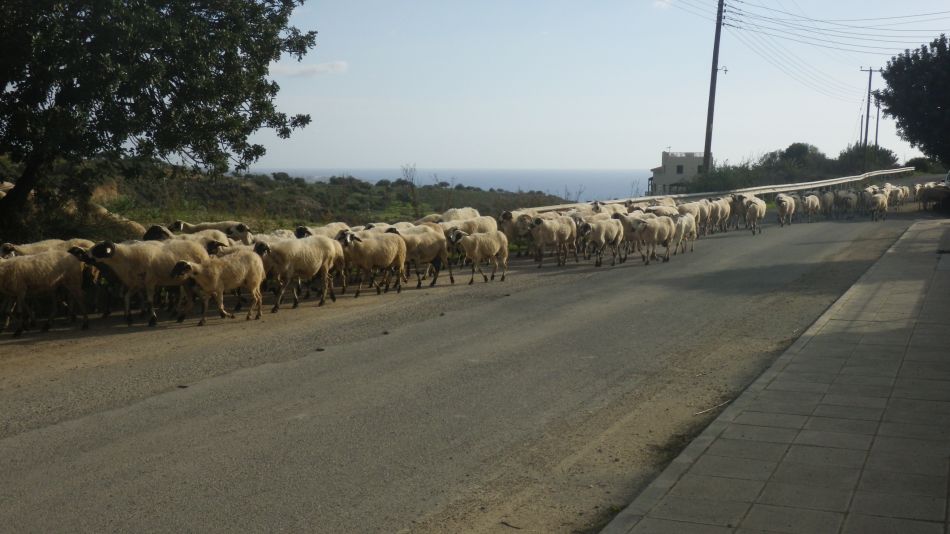 2019-02-02 24 Walk 9 Unattended Sheep.JPG