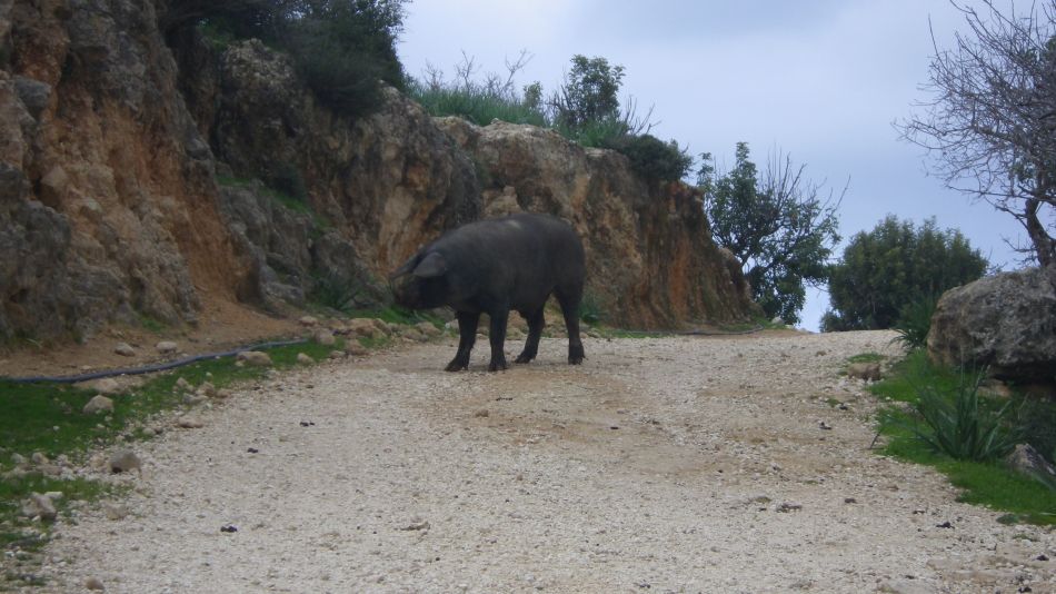 2019-02-07 17 Walk 7 Pig Wild and Free.JPG