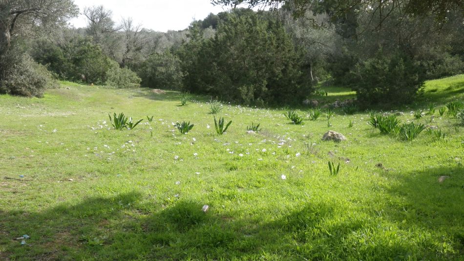 2019-02-07 24 Walk 7 Anemone Garden.JPG