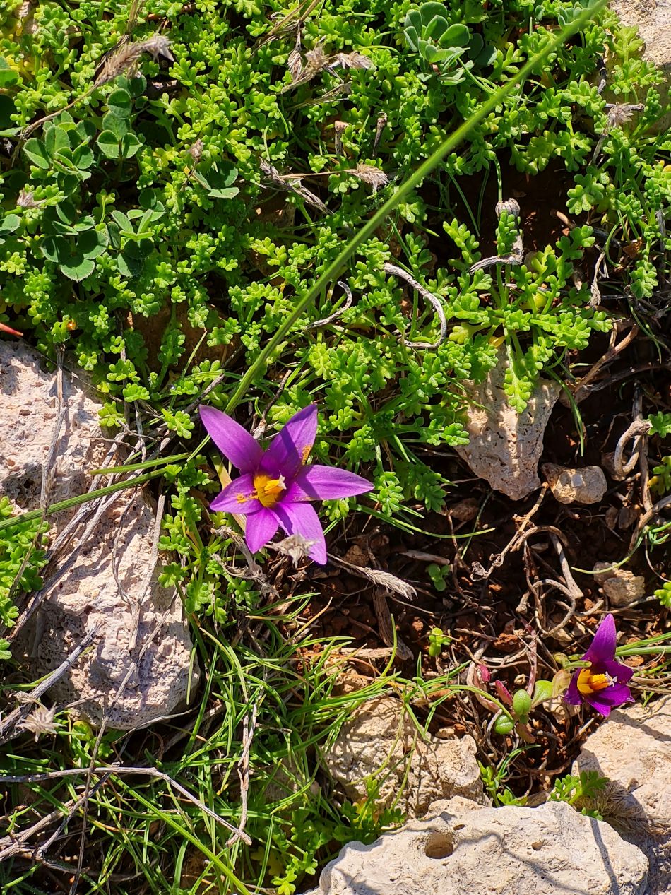 2023-01-24 06 Coral Bay to Agios Georgios.jpg