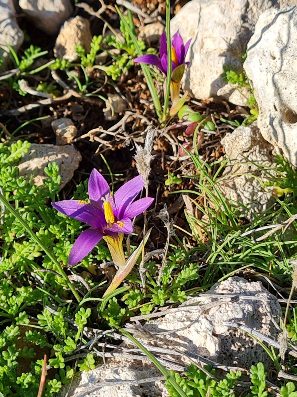 2023-01-24 07 Coral Bay to Agios Georgios.jpg