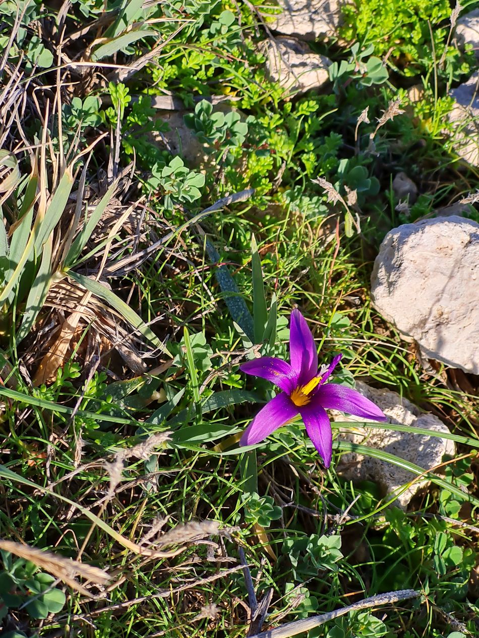 2023-01-24 08 Coral Bay to Agios Georgios.jpg