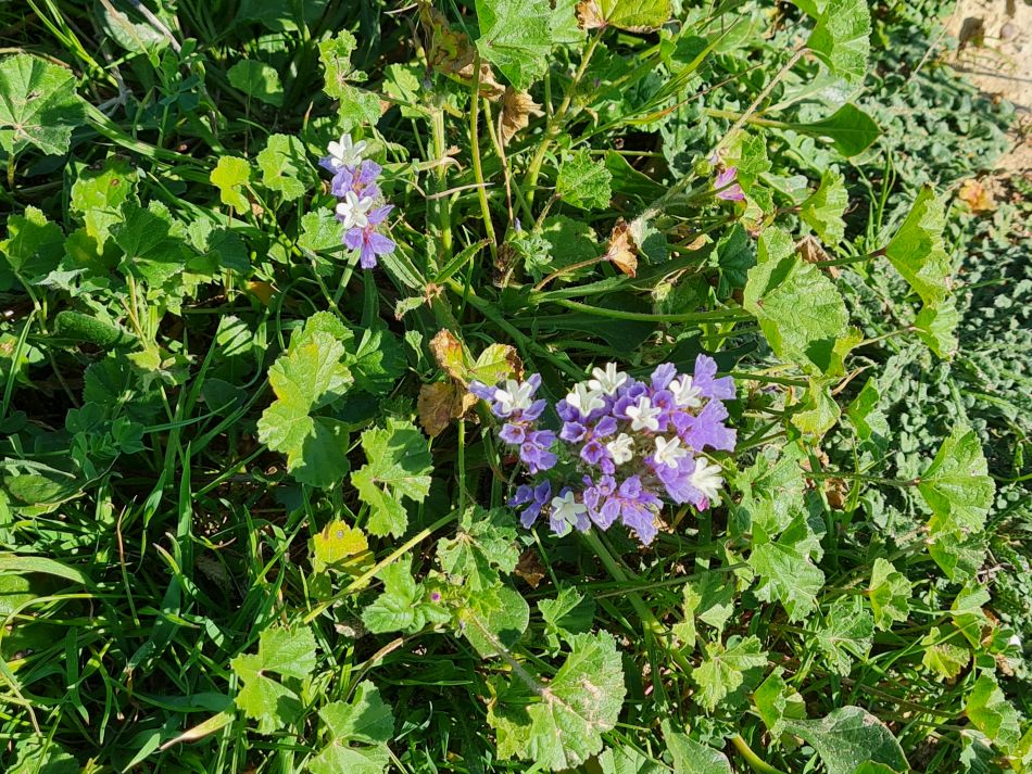 2023-01-24 41 Coral Bay to Agios Georgios.jpg