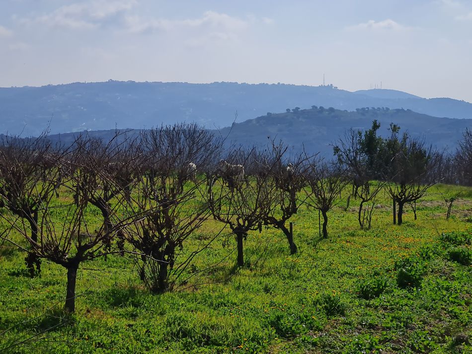 2023-01-26 11 Kathikas and Akoursos.jpg