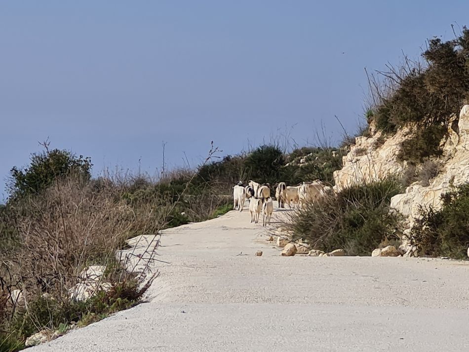 2023-01-26 13 Kathikas and Akoursos.jpg