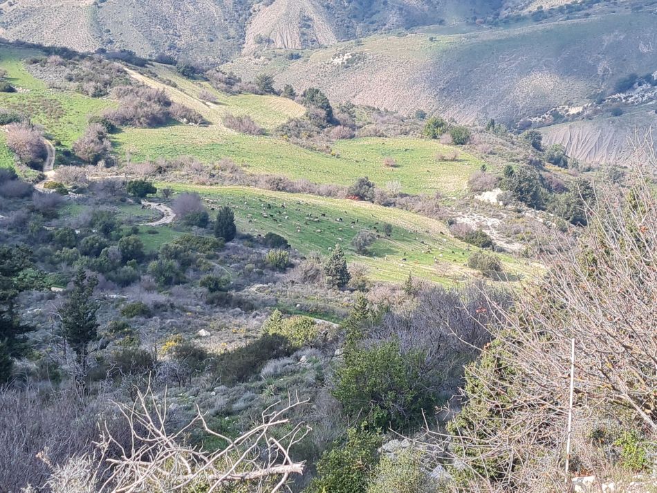 2023-01-26 17 Kathikas and Akoursos.jpg