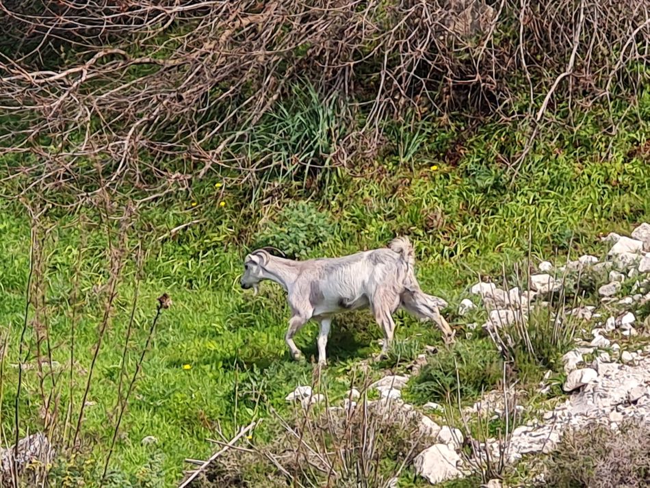 2023-01-26 22 Kathikas and Akoursos.jpg