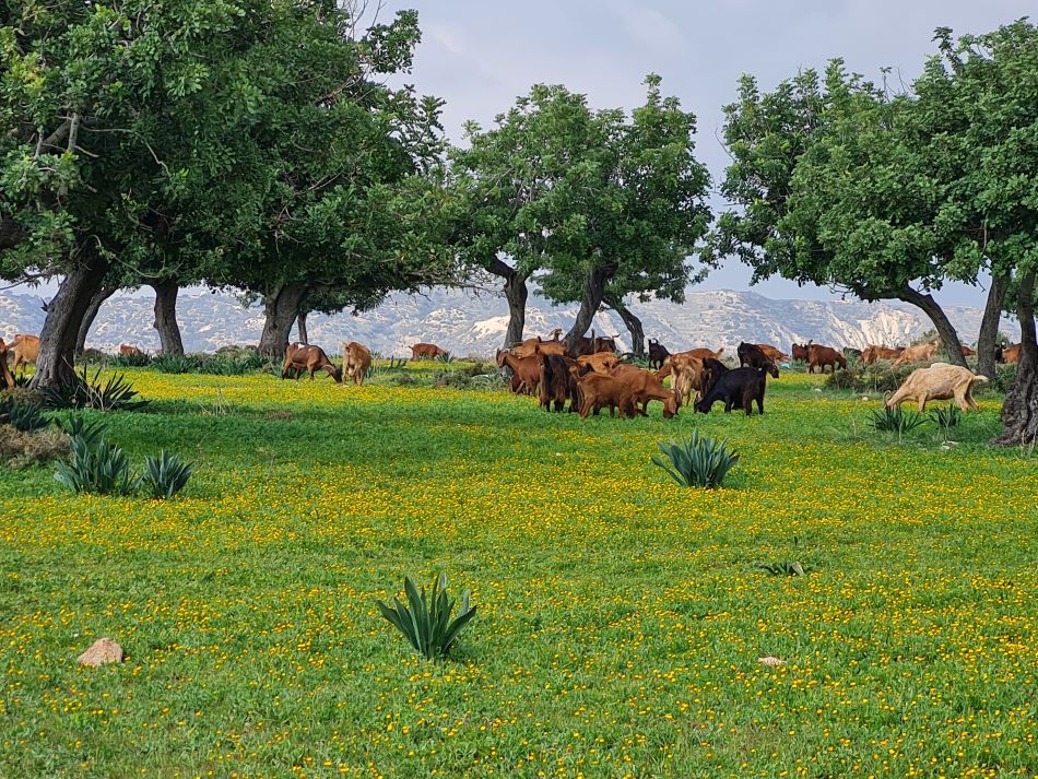 2023-01-26 39 Kathikas and Akoursos.jpg