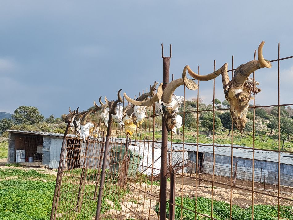 2023-01-26 40 Kathikas and Akoursos.jpg