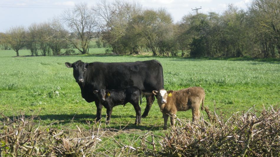 2019-03-24 08 Cow and Calves.JPG
