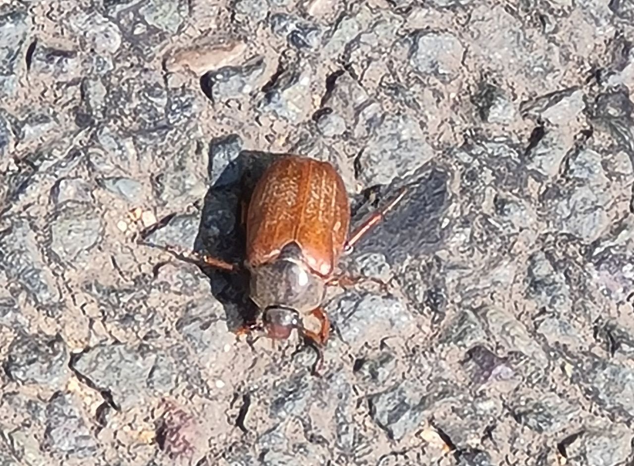 2025-05-21 04 May Bug.jpg