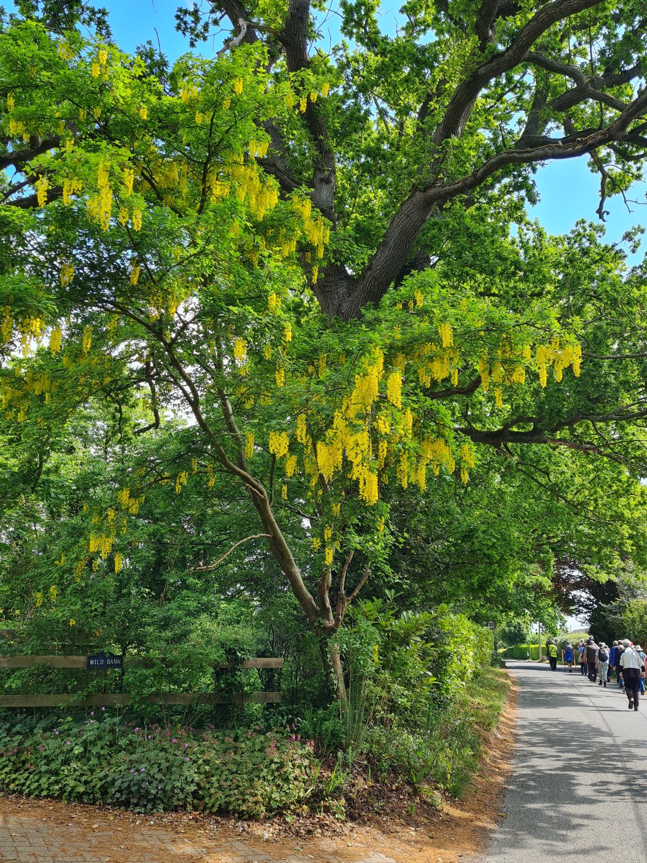 2025-05-21 08 Framingham Pigot.jpg