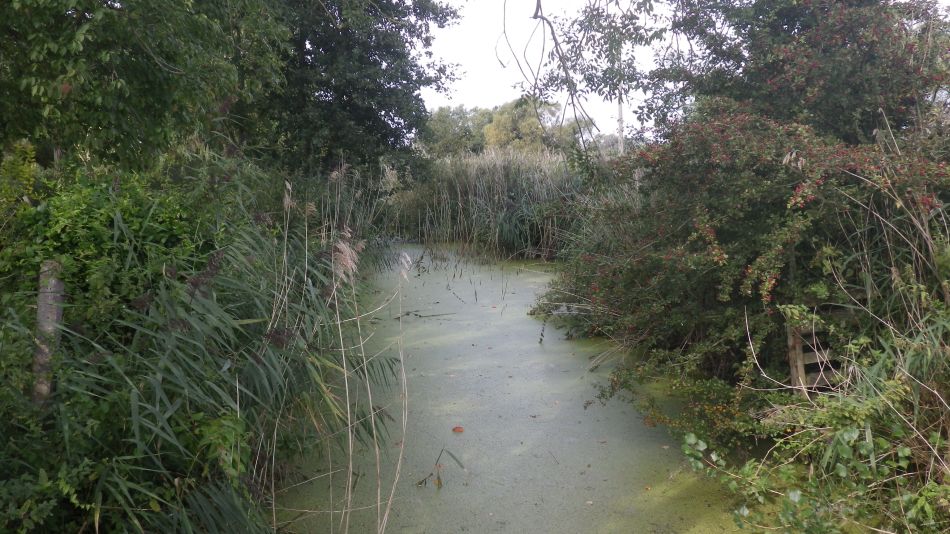 2017-09-10 07 Stour Walking Group at Sizewell and Dunwich.jpg