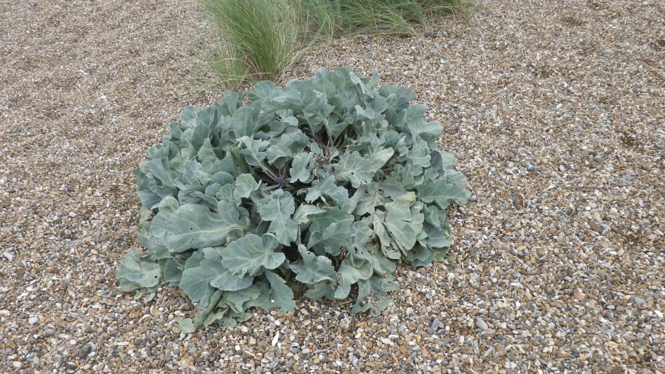 2017-09-10 21 Stour Walking Group at Sizewell and Dunwich.jpg