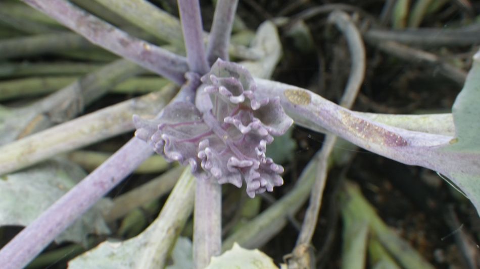 2017-09-10 22 Stour Walking Group at Sizewell and Dunwich.jpg