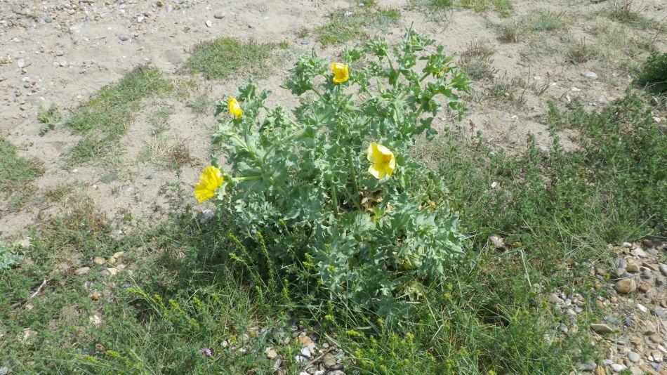2019-06-09 07 Yellow Horned Poppy Glaucium flavum.jpg
