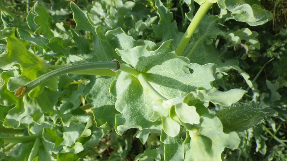 2019-06-09 08 Yellow Horned Poppy Glaucium flavum.jpg