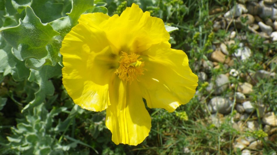 2019-06-09 09 Yellow Horned Poppy Glaucium flavum.jpg
