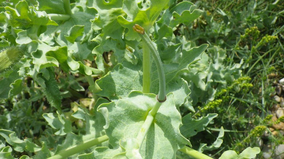 2019-06-09 10 Yellow Horned Poppy Glaucium flavum.jpg