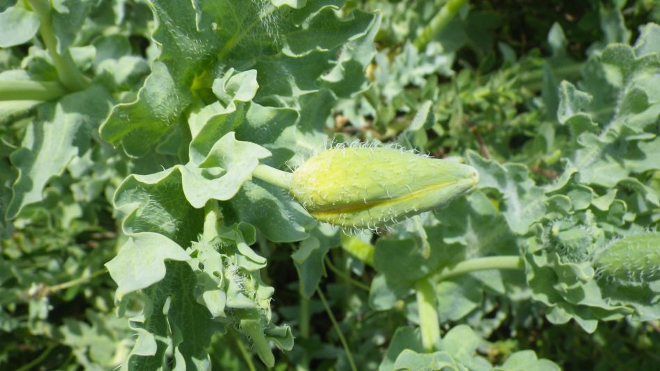 2019-06-09 11 Yellow Horned Poppy Glaucium flavum.jpg