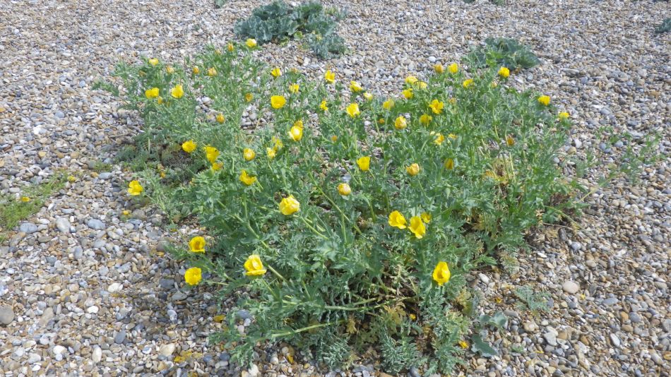 2019-06-09 12 Yellow Horned Poppy Glaucium flavum.jpg