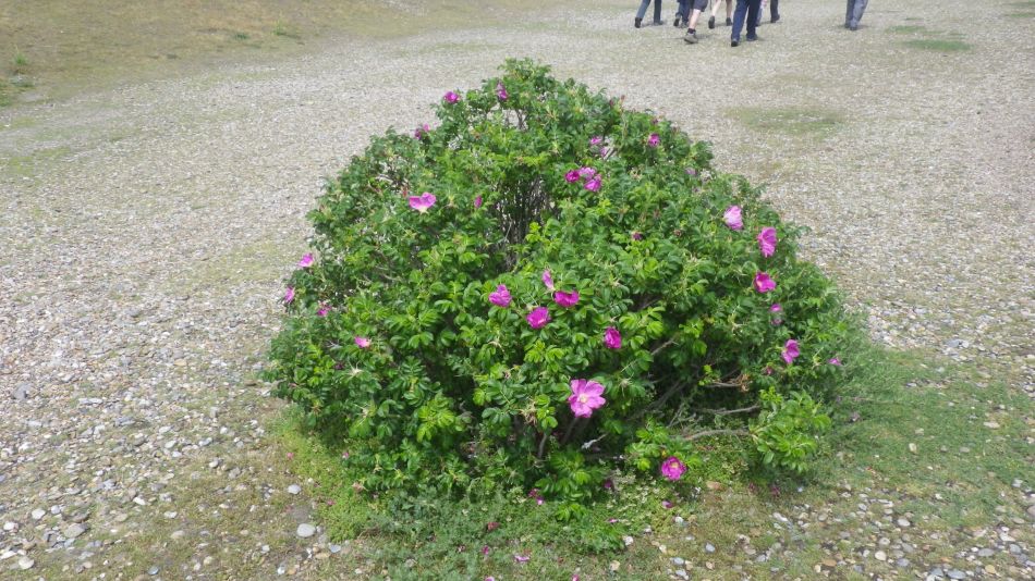 2019-06-09 14 Rosa Rugosa.jpg