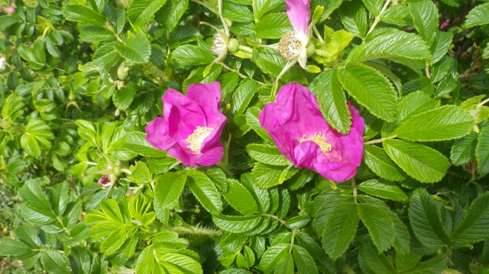 2019-06-09 15 Rosa Rugosa.jpg