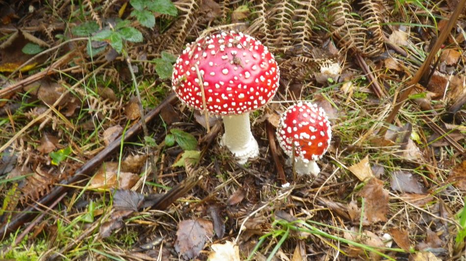 2020-10-15 02 Sandlings 9 - Sizewell.jpg