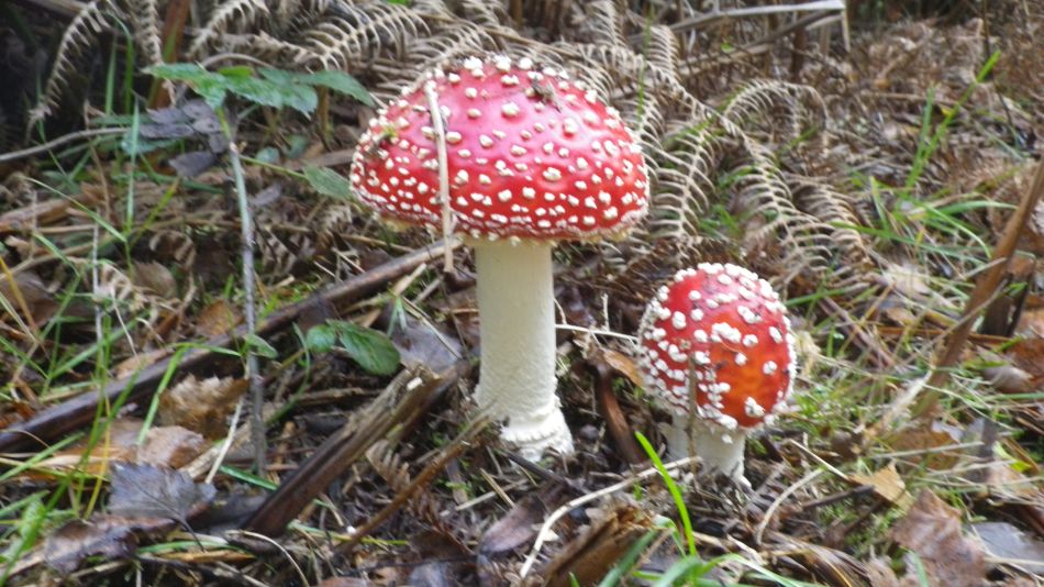 2020-10-15 03 Sandlings 9 - Sizewell.jpg