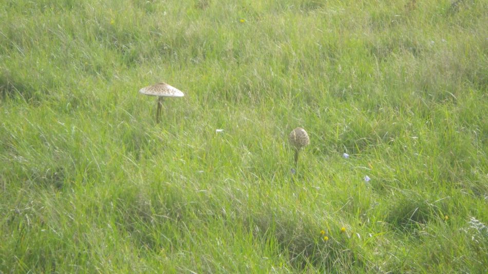 2020-10-15 05 Sandlings 9 - Sizewell.jpg