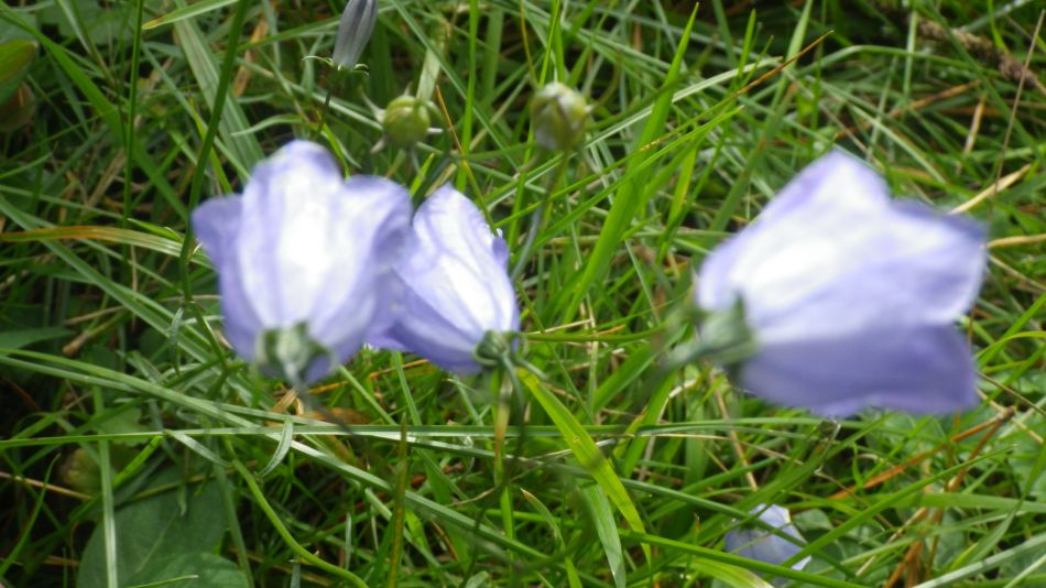 2020-10-15 07 Sandlings 9 - Sizewell.jpg