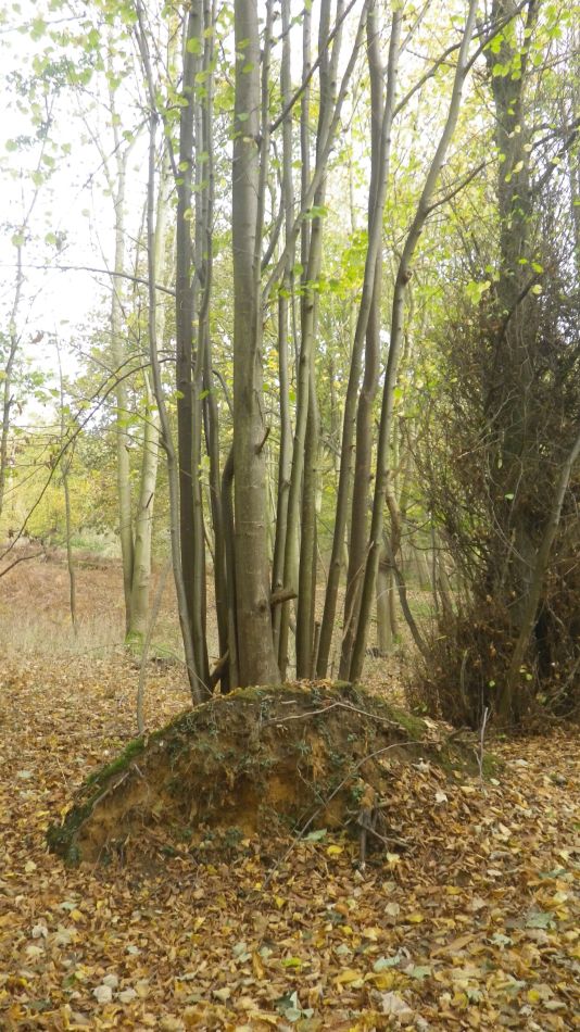 2020-11-05 06 Sandlings 10 Minsmere.jpg