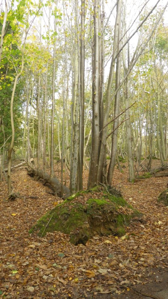 2020-11-05 07 Sandlings 10 Minsmere.jpg