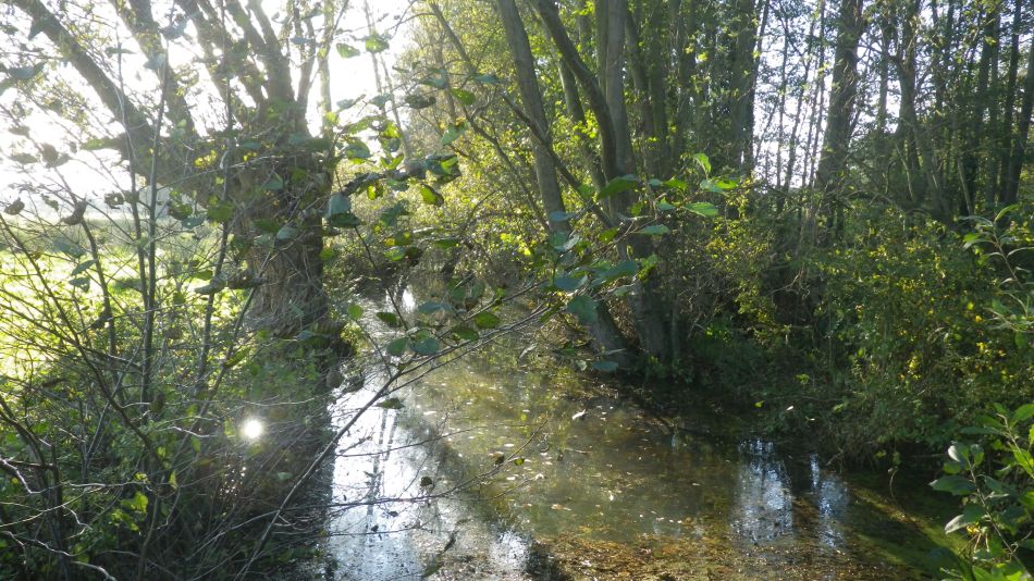 2020-11-05 23 Sandlings 10 Minsmere.jpg