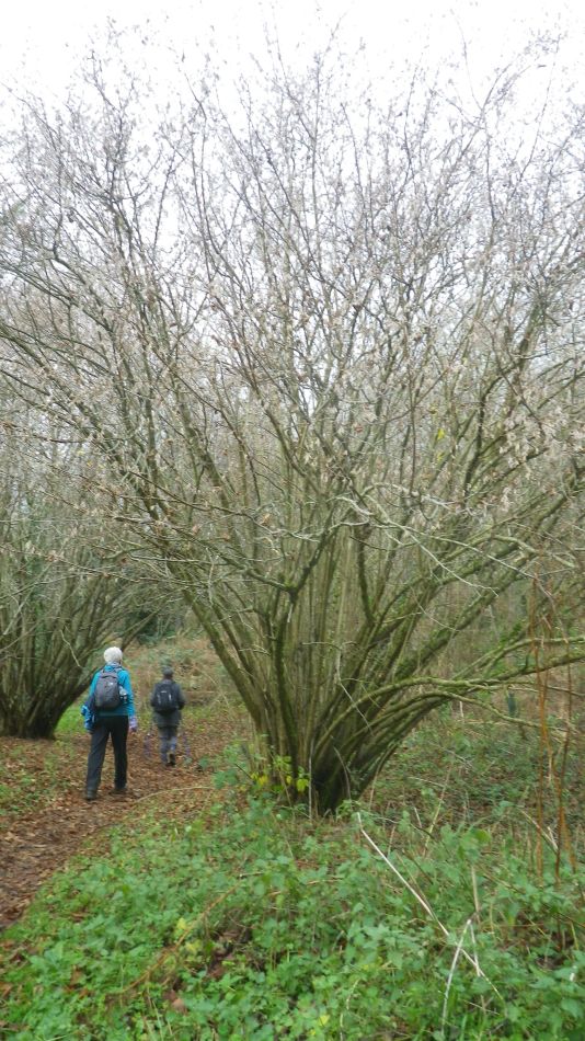 2018-12-02 12 Newbourne and Waldringfield.jpg