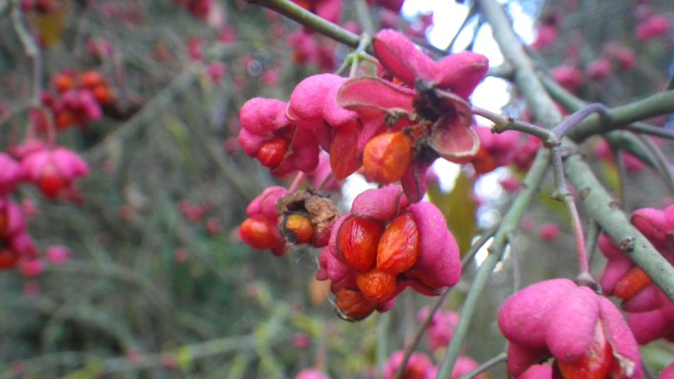 2018-12-02 14 Newbourne and Waldringfield.jpg