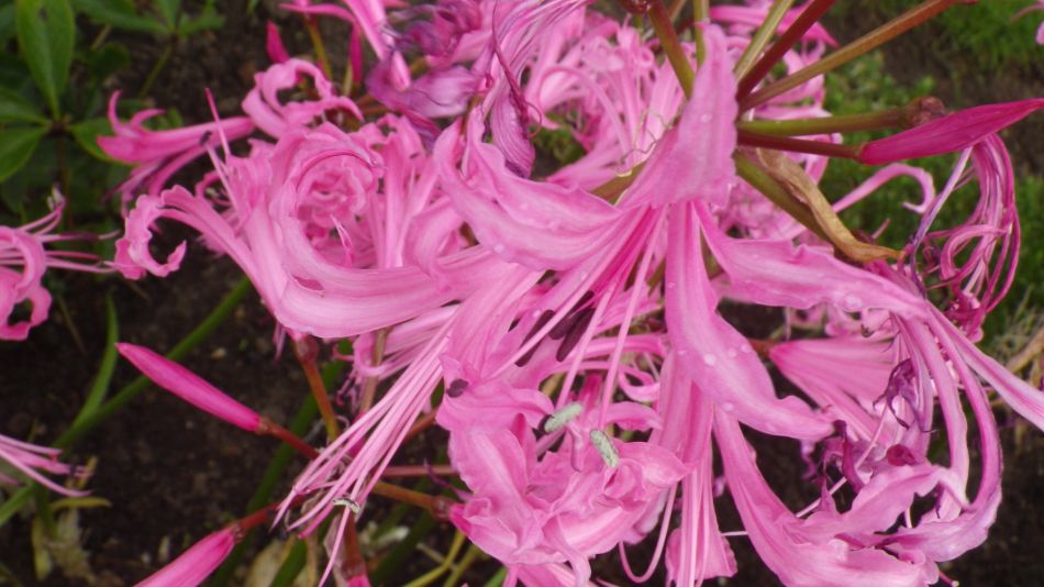 2017-10-07 12 Norwich Group at Hempnall.jpg